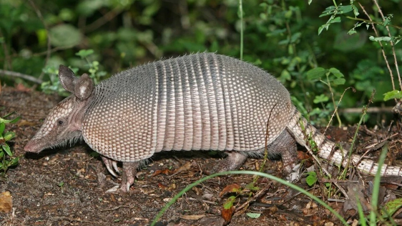 Armadillolar nasıl evrimleşmiştir?